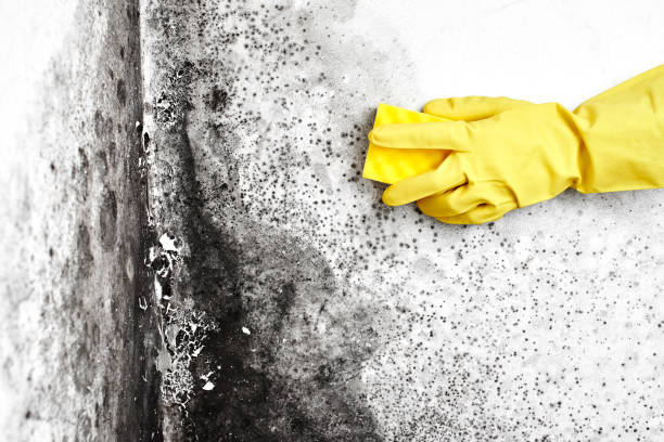 Best Home Mold Removal  in Peach Springs, AZ